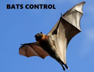 bats control