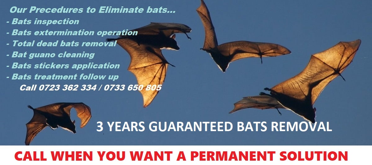 bats control, bats infestation management in Kenya
