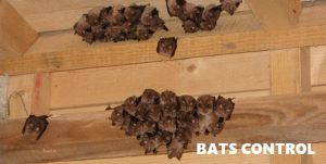 bats control services in Kenya Mombasa Kisumu bat