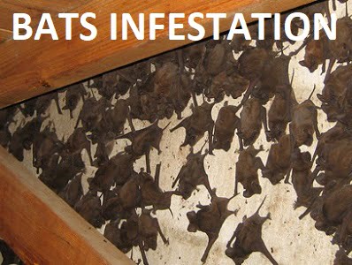 bats control services in Nairobi Kenya.