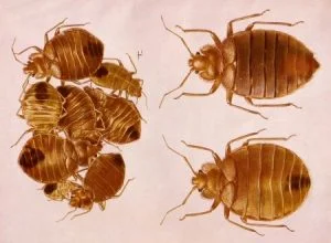 Bedbugs control services