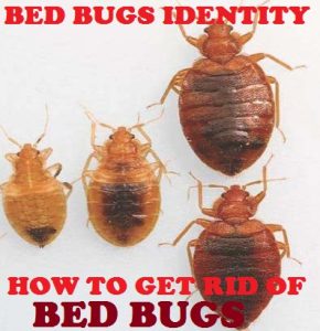 bed bugs & getting rid of bed bugs in Kenya?