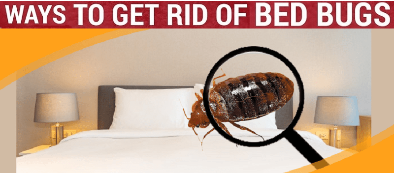 Bedbugs & how to get rid of bedbugs in Kenya?
