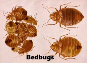 bedbugs control services in Kampala Uganda bedbugs control services in Kampala Uganda