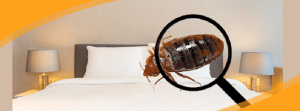 bedbugs control services in Kenya
