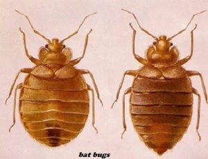 Bedbugs control in Nairobi Kenya