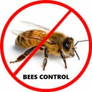 Bees control services in Kenya