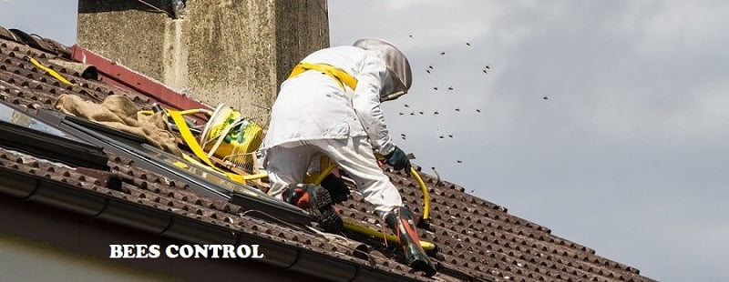 bees extermination services in Kenya bees extermination services in Kenya