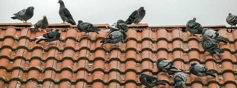 bird mites infestation control Kenya