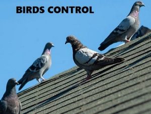 Birds control