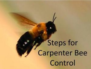 Carpenter bees control in Nairobi Kenya