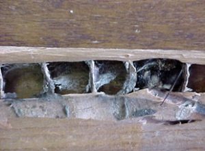 Carpenter bees control in Kenya