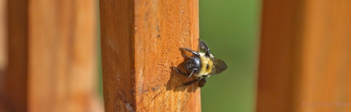 carpenter-bees-control-in-Kenya