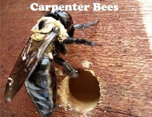 Carpenter bees control services