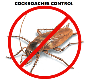 Cockroaches control in Nairobi Kenya Cockroaches control in Nairobi Kenya