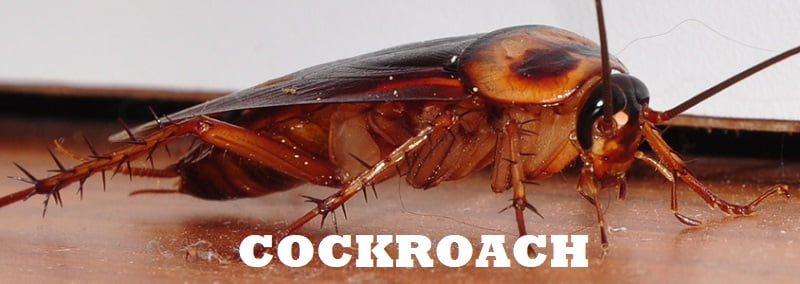 Cockroach control Cockroach control