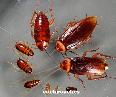 cockroaches control services