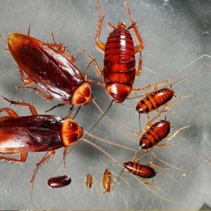 Cockroaches control services