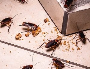 Cockroaches & how to exterminate cockroaches in Kenya? Cockroaches & how to exterminate cockroaches in Kenya?