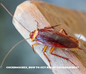 How to get rid of cockroaches in Nairobi Kenya? How to get rid of cockroaches in Nairobi Kenya?