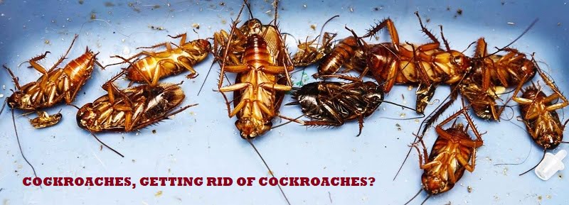 Cockroaches & how to get rid of cockroaches in Kenya? Cockroaches & how to get rid of cockroaches in Kenya?