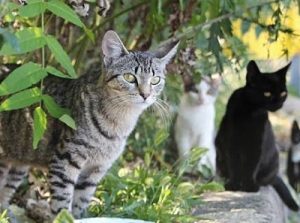 feral cats control services