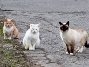 feral cats control in Nairobi Kenya