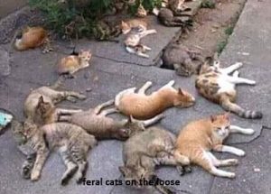 Feral cats control services Nairobi Kenya
