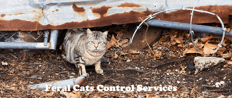 feral cats infestation control services stray cats control services