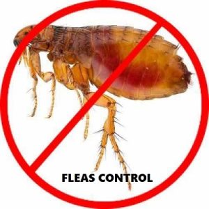 Fleas control in Kenya