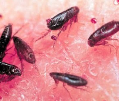 fleas control services in Kenya.