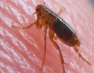 Fleas control services