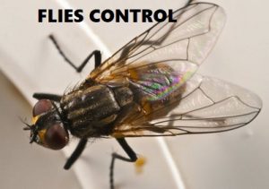 House flies control services in Kenya
