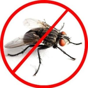 flies control services in Nairobi Kenya