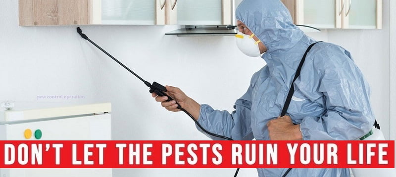 Fumigation and pest control services in Siaya Fumigation and pest control services in Siaya