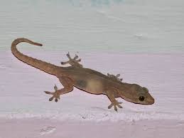 geckos control in Kenya