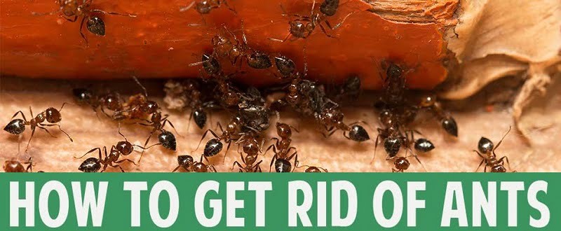 how to get rid of ants Kenya