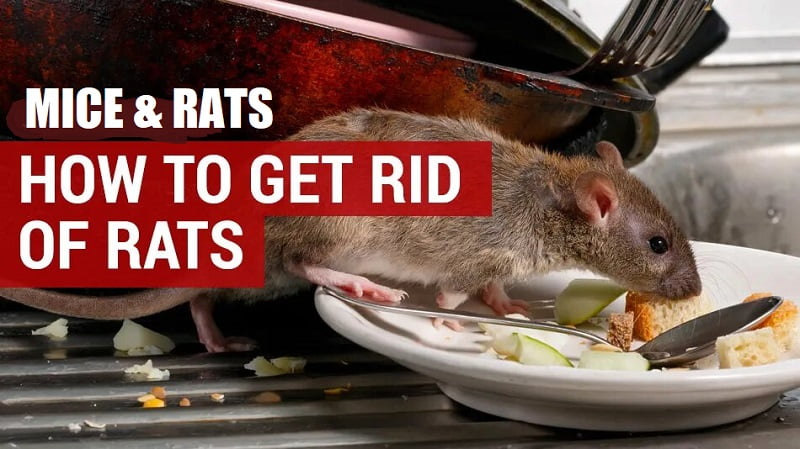 Rats: how to get rid of rats in Kenya?