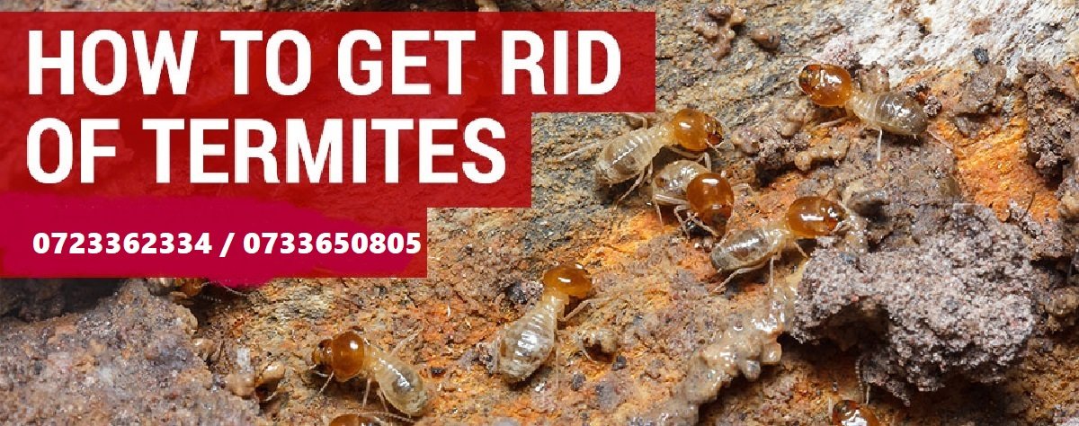 how-to-get-rid-of-termites