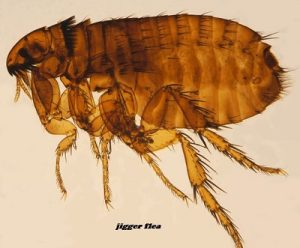 Jigger flea infestation control