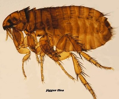 jigger-flea infestation control services - Jopestkil Kenya Fumigation and Pest  Control Services Company in Kenya