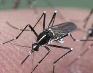 Mosquitoes control Nairobi Kenya Mosquitoes control Nairobi Kenya