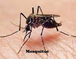 Mosquitoes control services in Kenya Mosquitoes control services in Kenya
