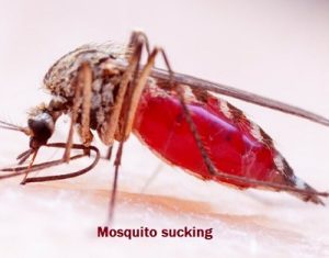 Mosquitoes control services Mosquitoes control services