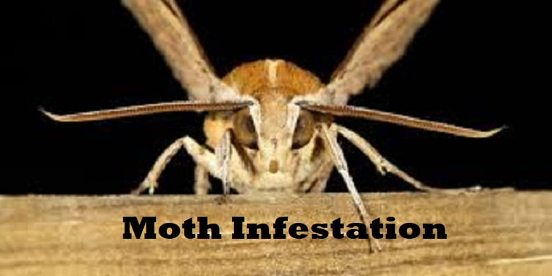 moths control services in Nairobi Kenya moths control services in Nairobi Kenya