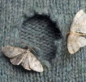 moths control services moths control services