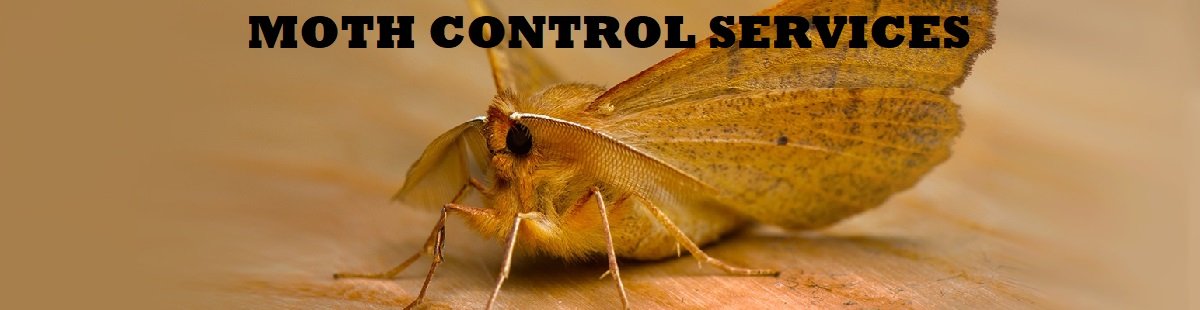 moths infestation control services