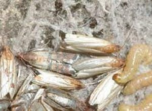 pantry pests control services in Kenya