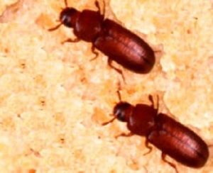 pantry pests control in Nairobi Kenya