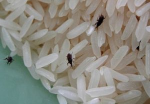 pantry pests control services